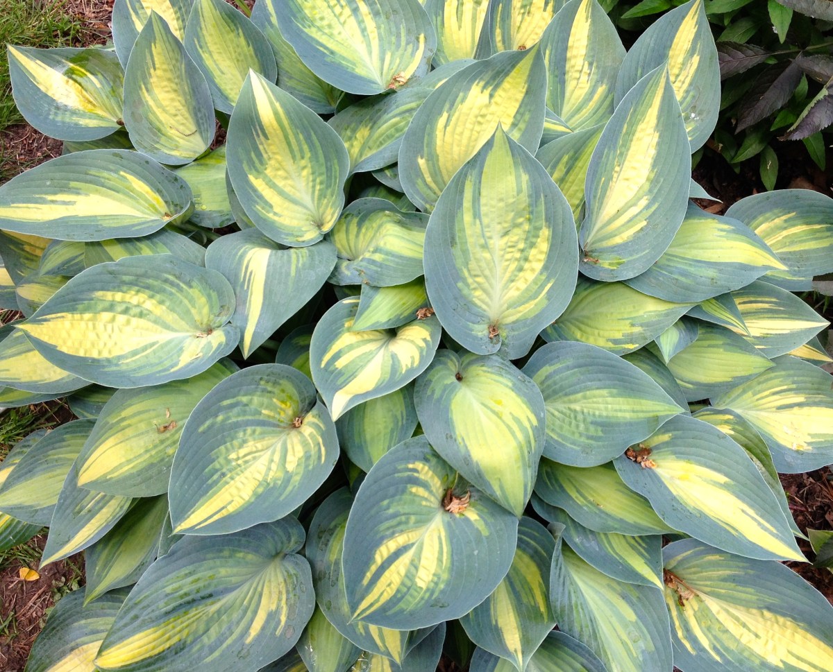 'June' hosta