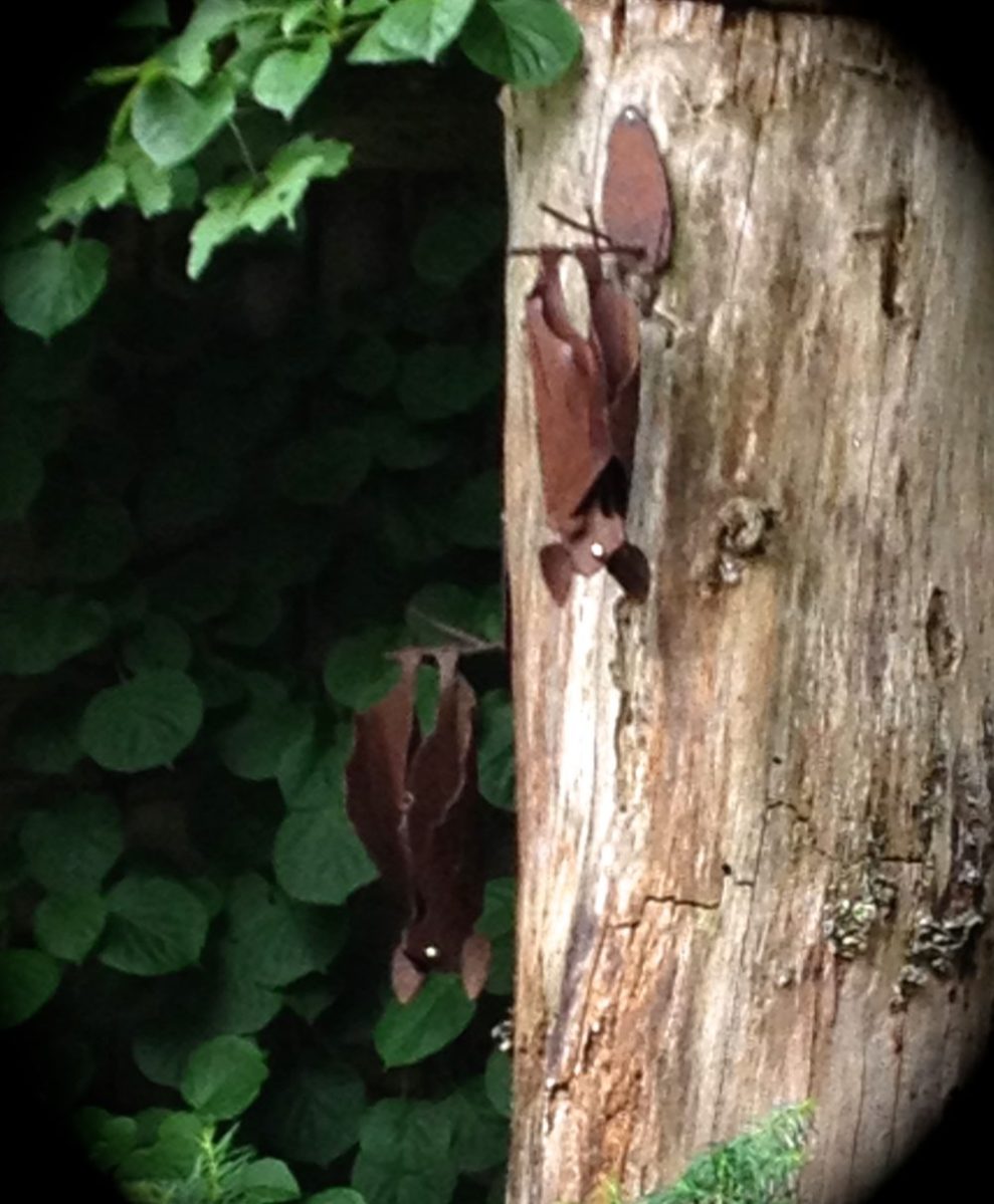Bat sculptures