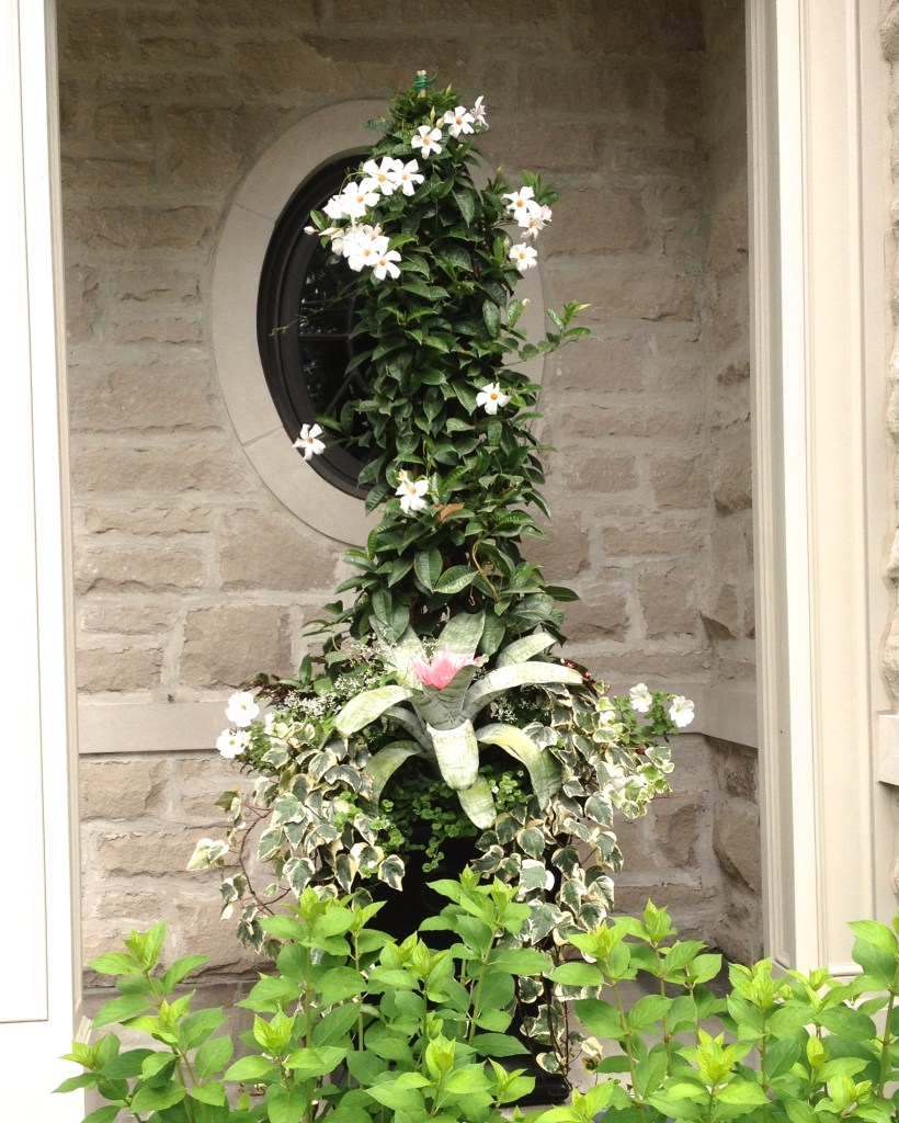 Houseplant and outdoor container