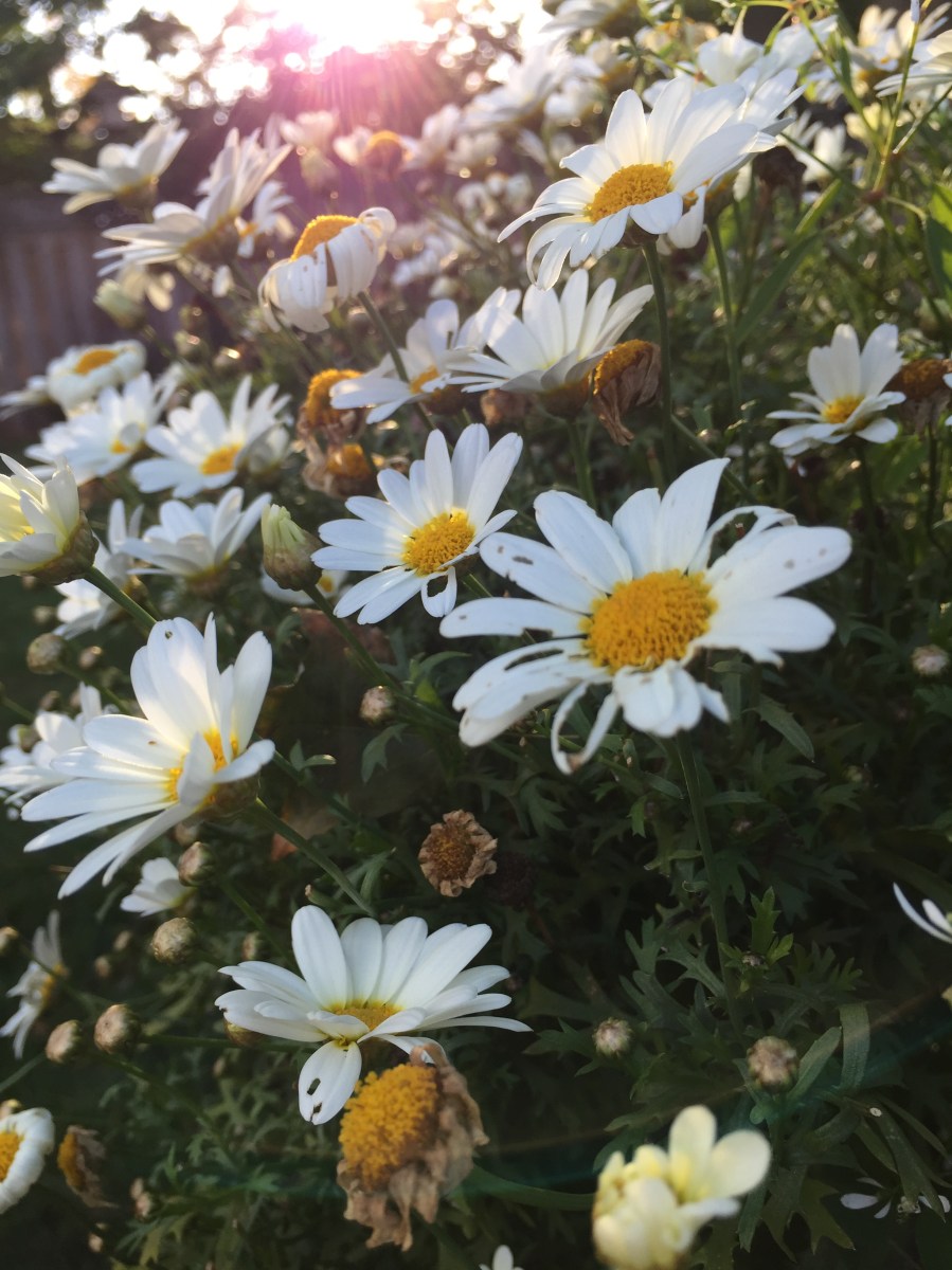Daisies in sunbeam