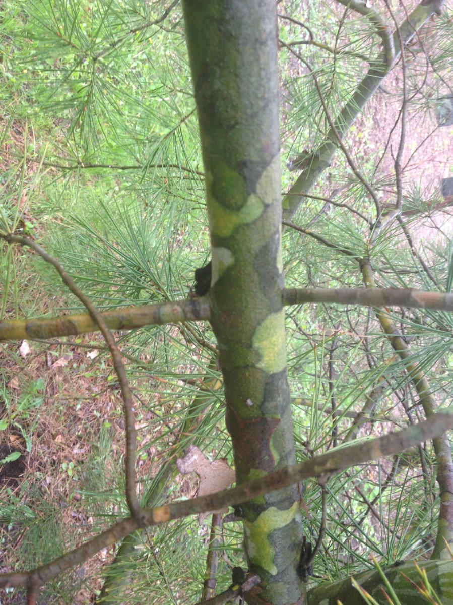 Lace Bark Pine