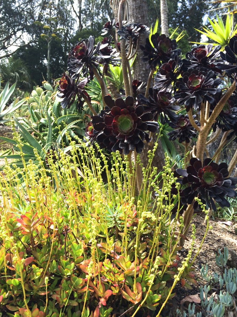 Succulents and sedums