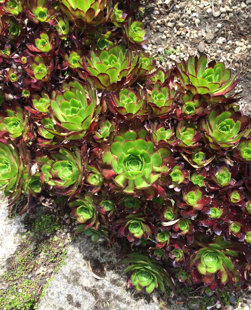 Hens and chicks plants