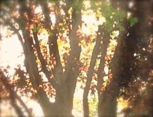 Sun through trees