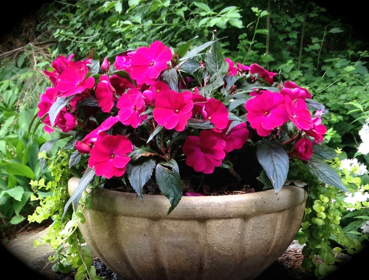 SunPatiens hybrids