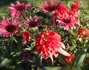 Two types of Echinacea