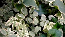 Goutweed and hostas