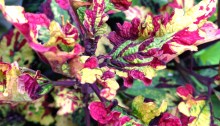 Coleus for sunset containers