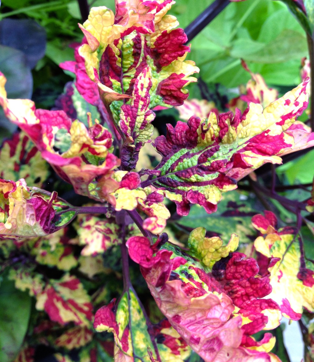 Coleus for sunset containers