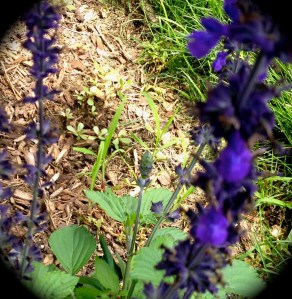 Indicator weeds, invasive weeds