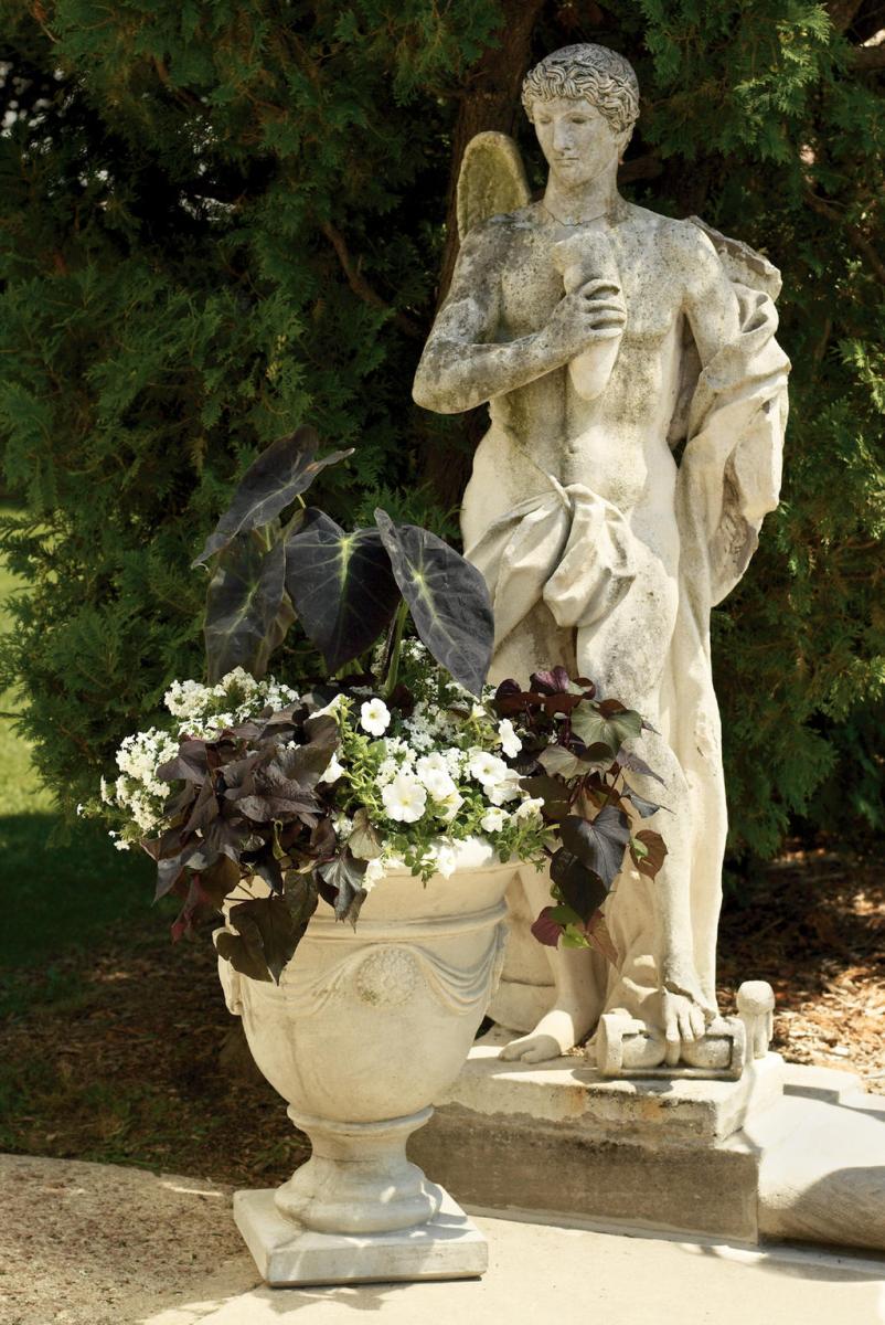 Black and white container planting