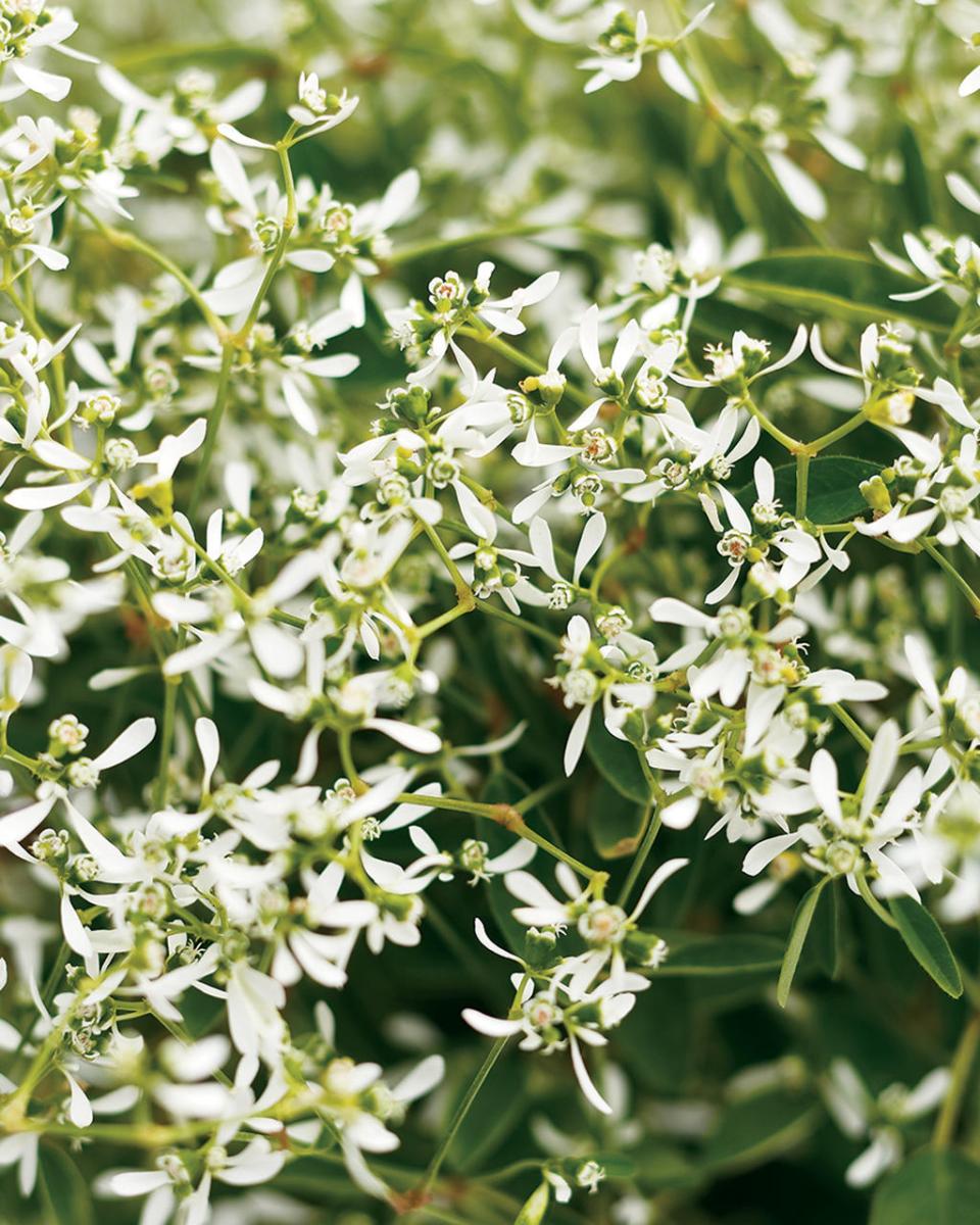 Close-up Euphorbia