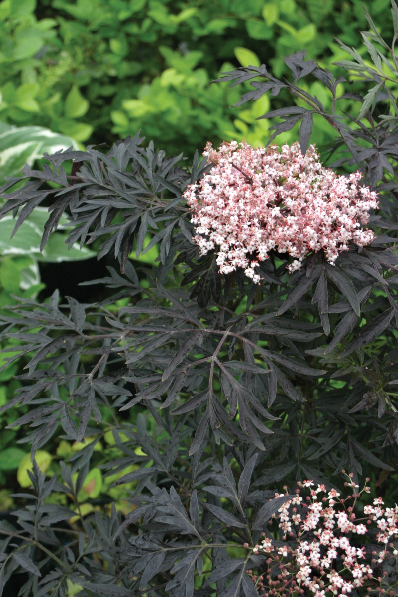Elderberry leaves and blooms