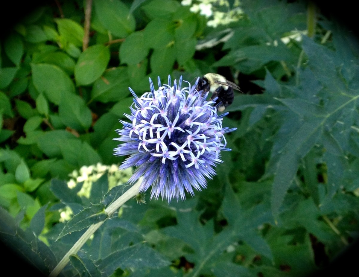 Bee on globe thistle