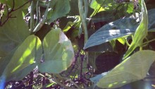 Green beans on the vine
