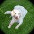 Dog in garden