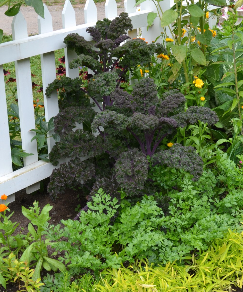 Kale as ornamental.
