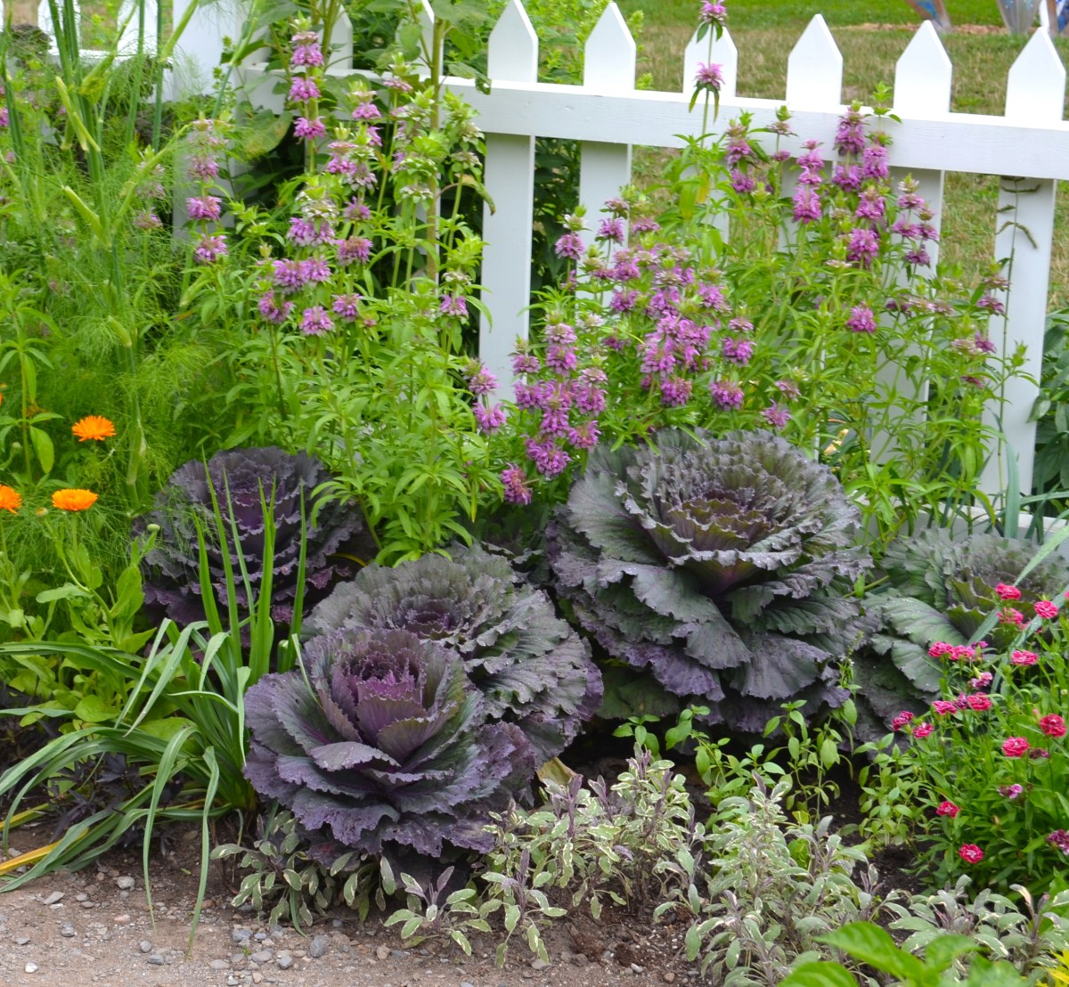 Cabbage in flower bed