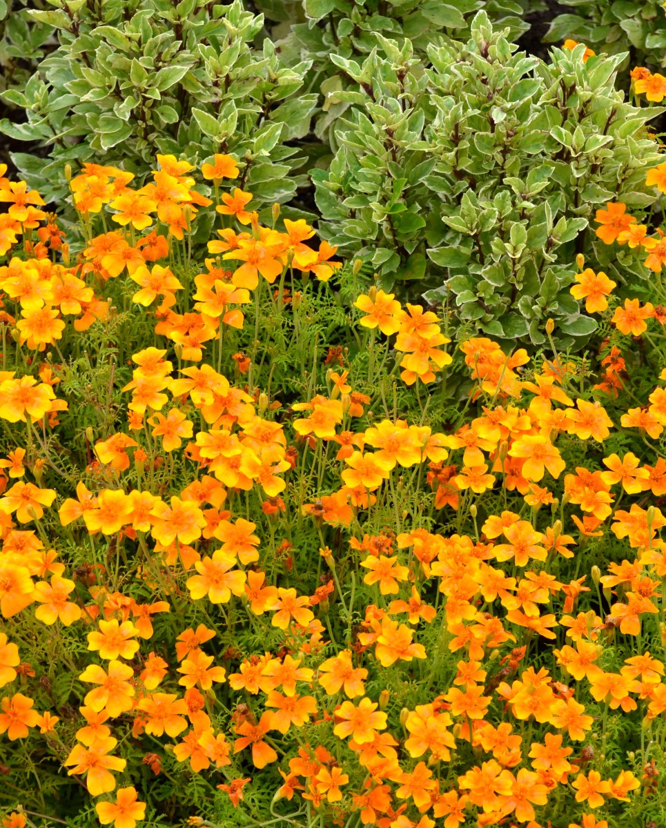 Basil and marigolds