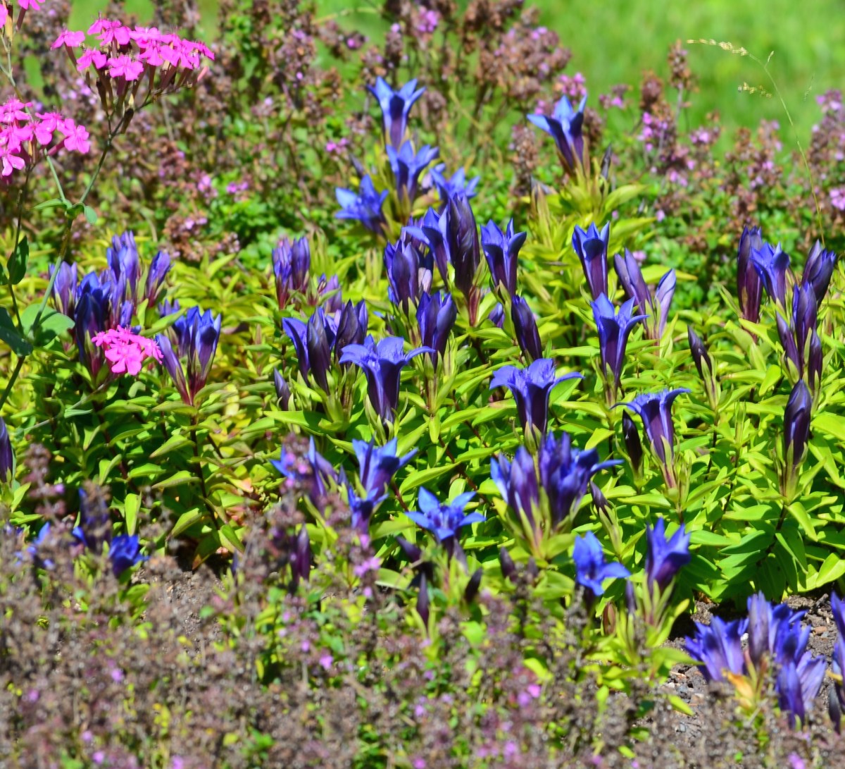 Blue Gentian