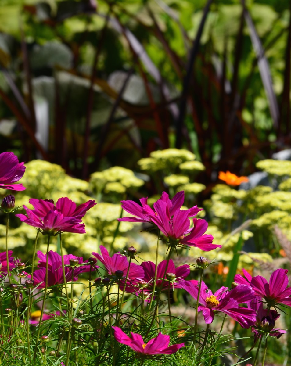 Flower planting ideas