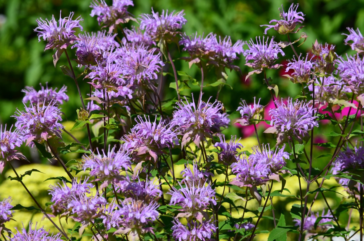 Purple Monarda