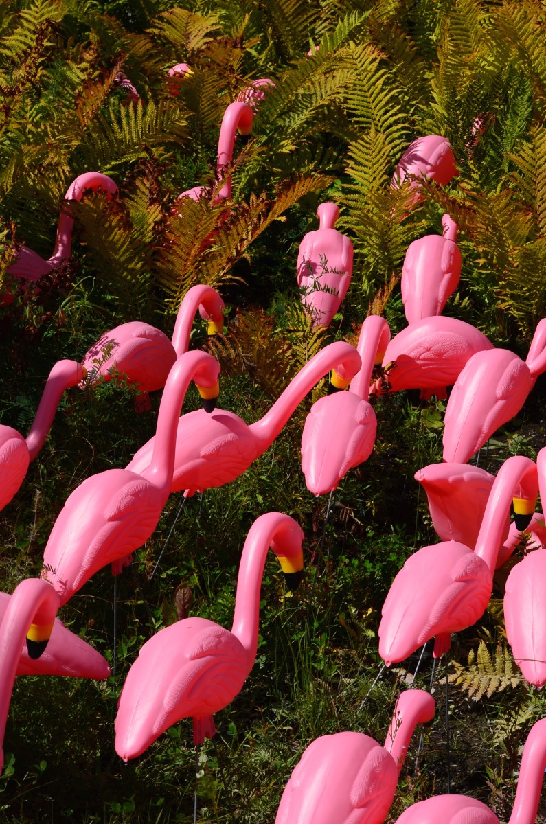 Pink flamingos