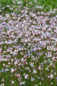 Gaura