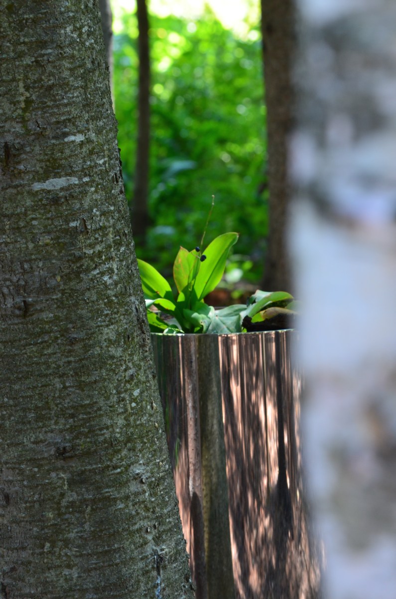 Int. Garden Festival Tiny Taxonomy