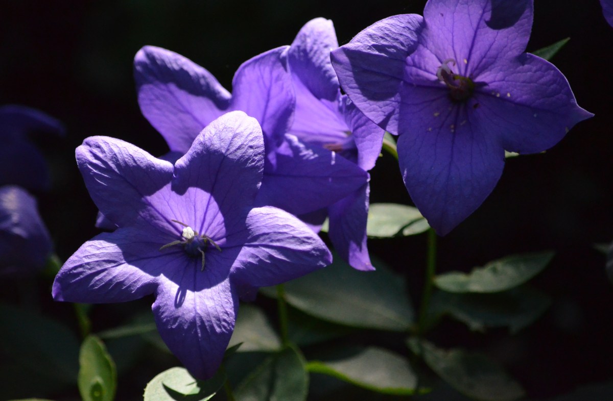 Blue Balloon Flower