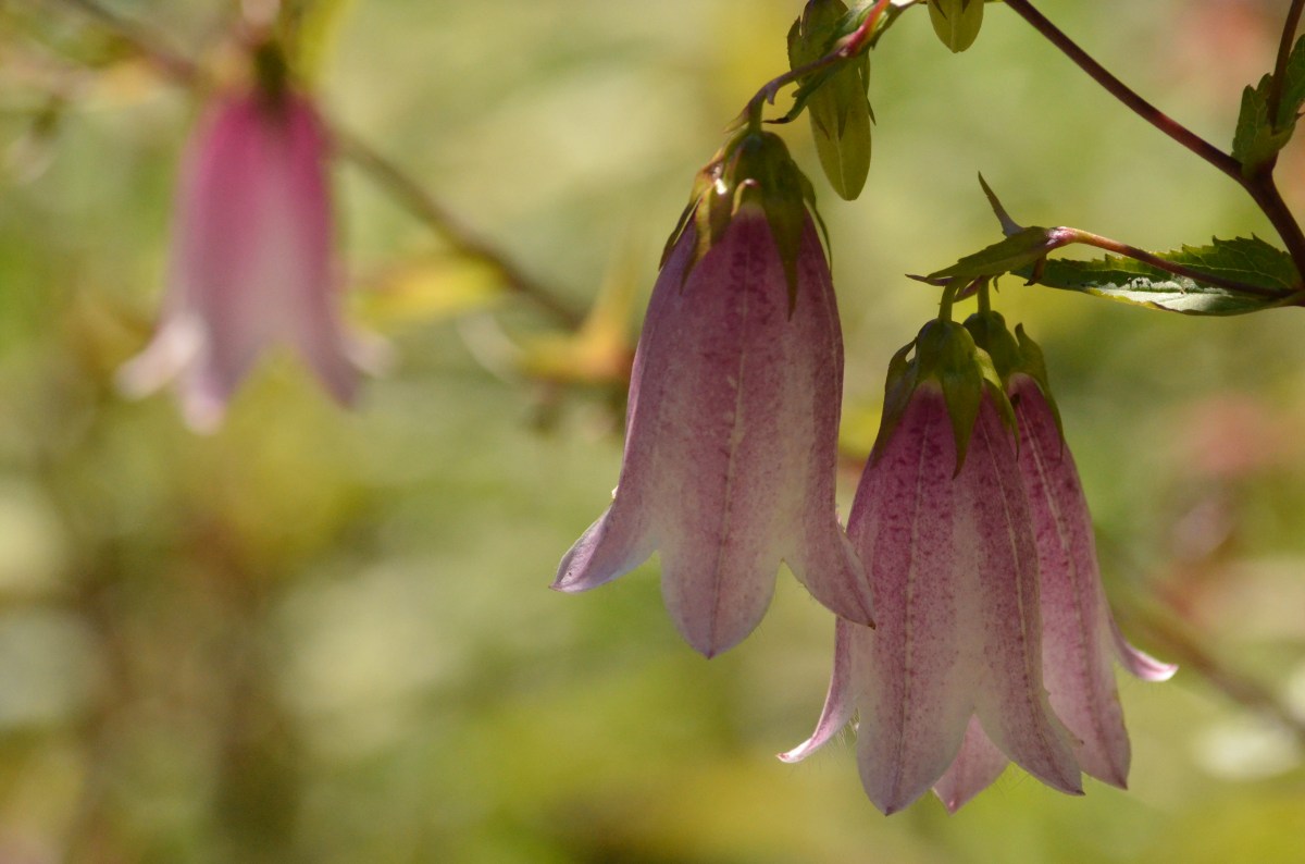 Campanula bells