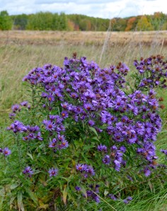 A New England Aster–outstanding in its field. [Couldn't resist.]