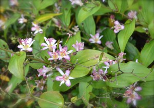 Toad lily close-up