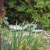 Snake in garden