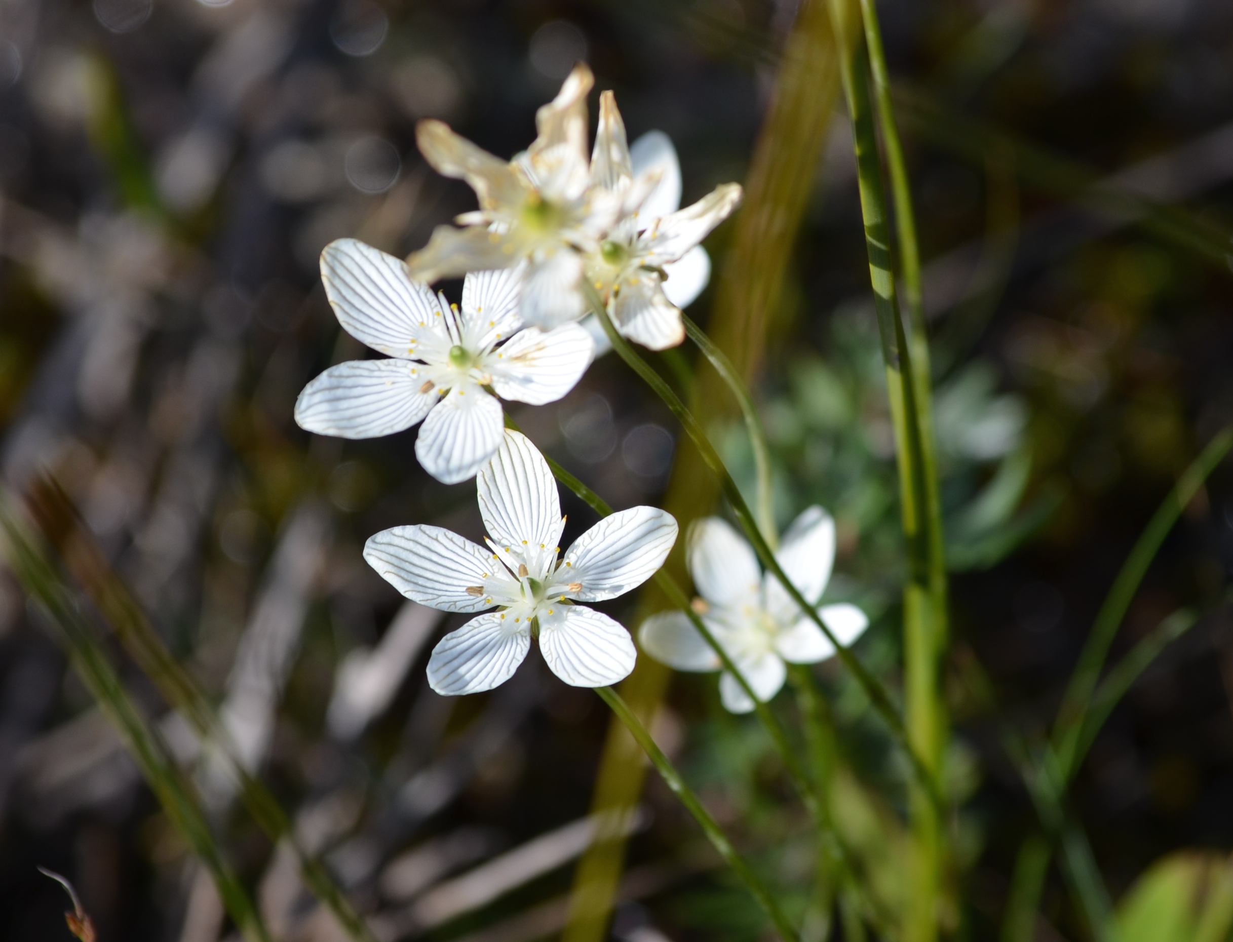 Grass of Parnassus wildflower