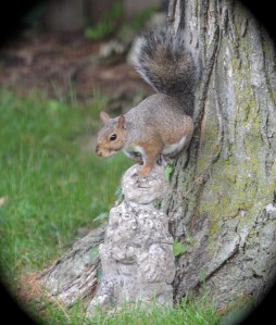 Squirrel on sculpture