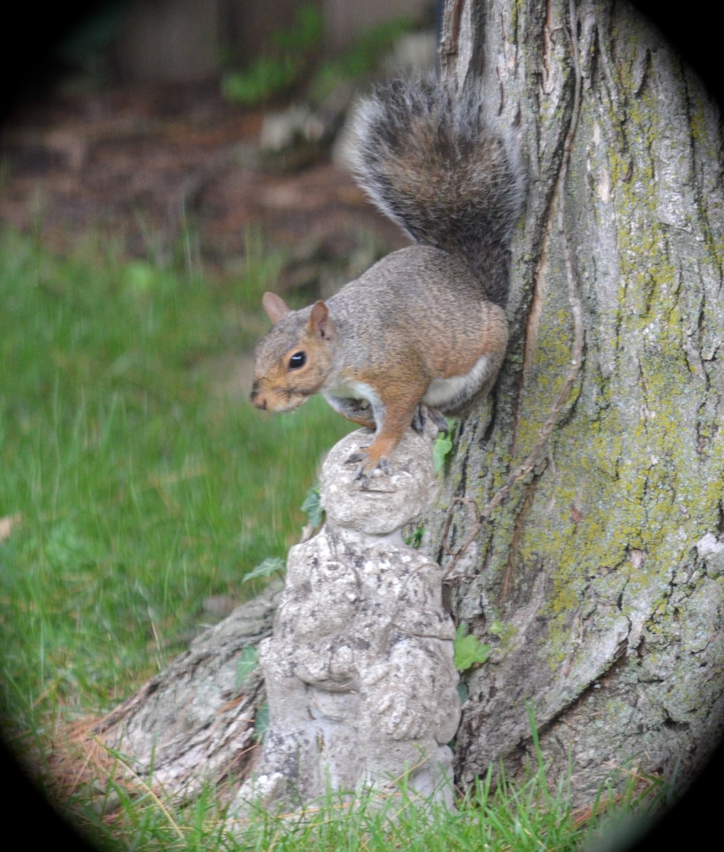 Squirrel on sculpture