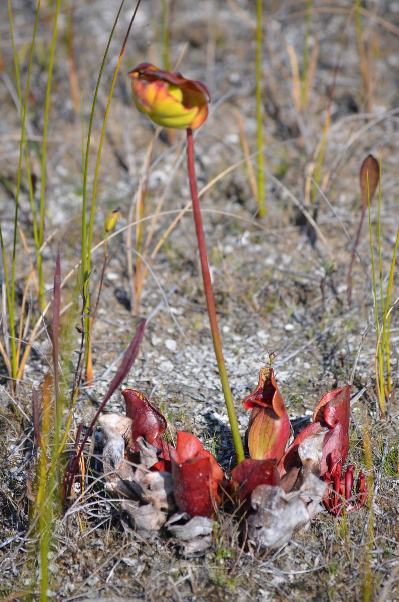 Pitcher plant in bloom