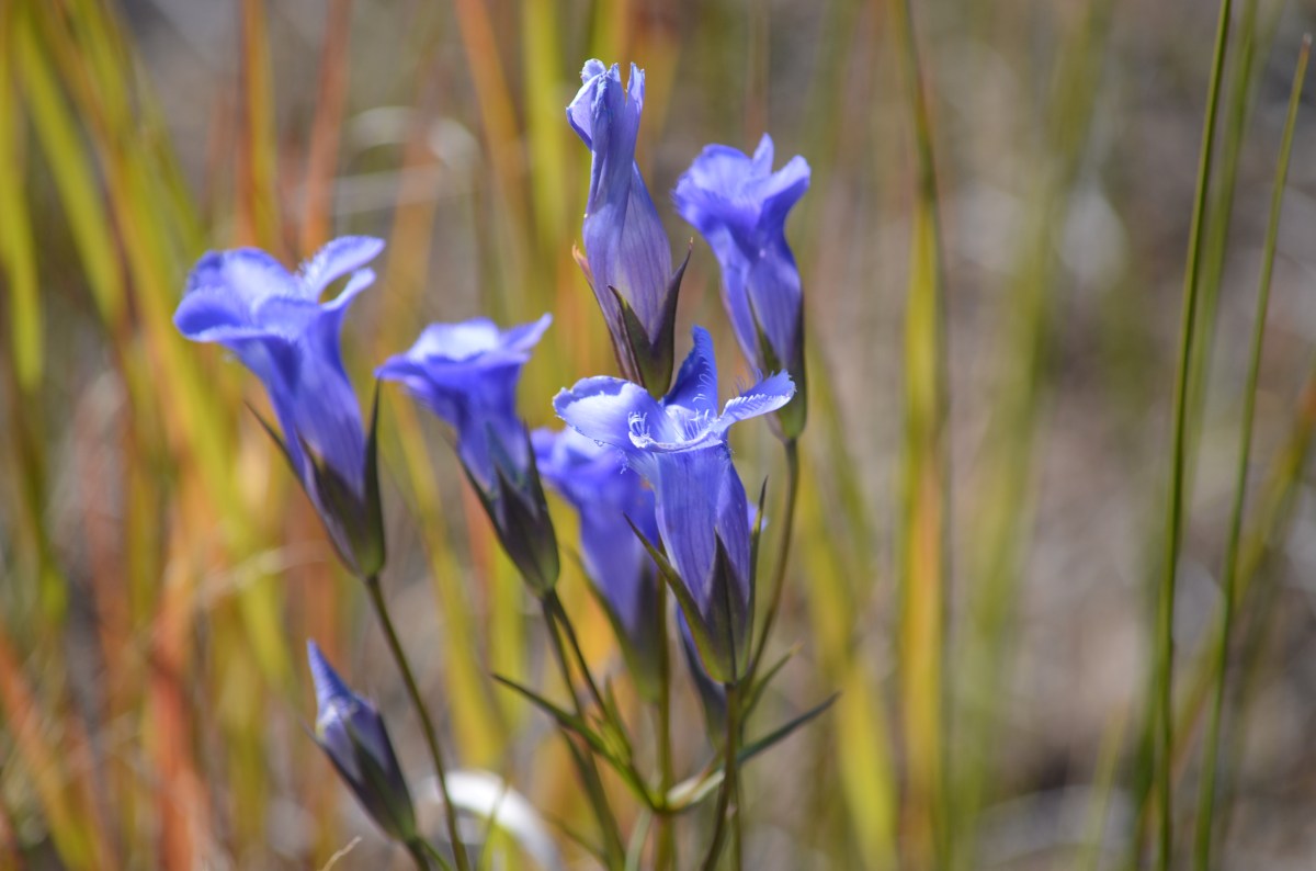 Gentian wildflower