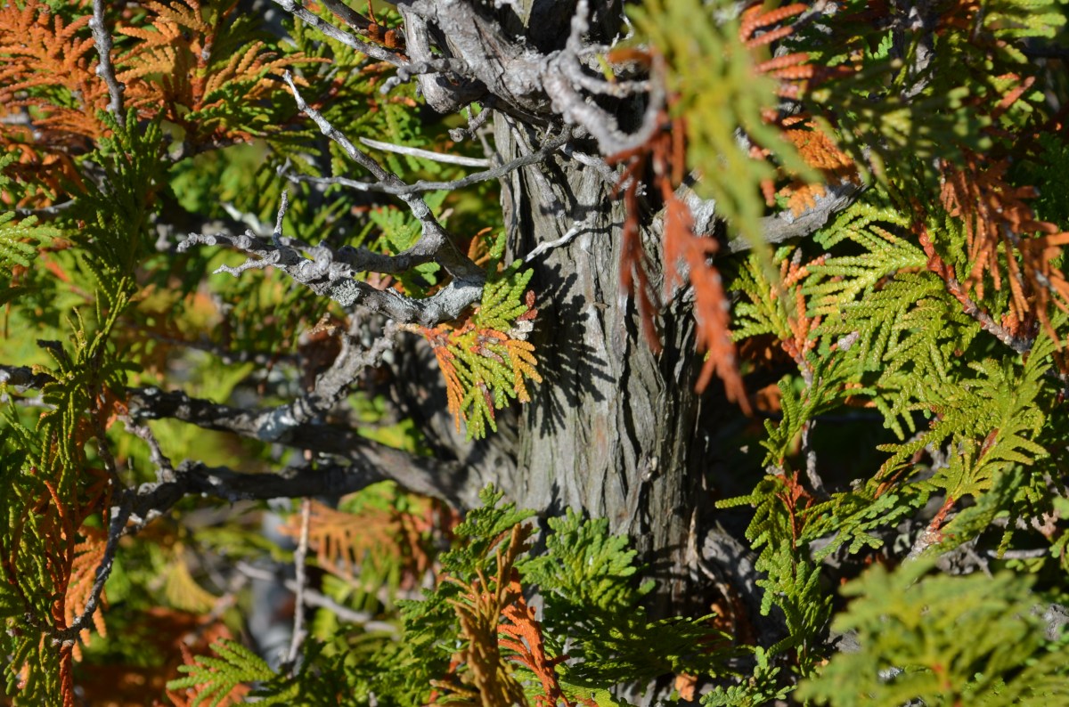 Eastern white cedar