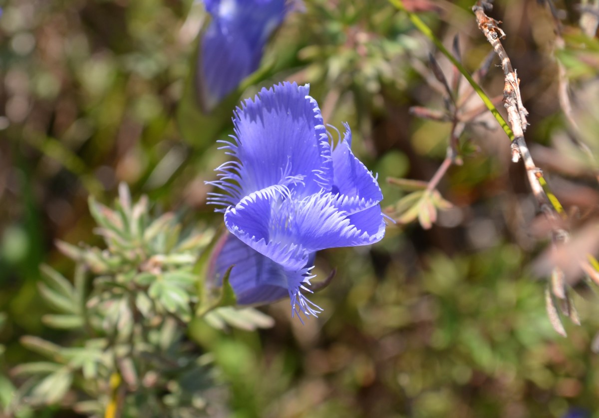 Fringed gentian