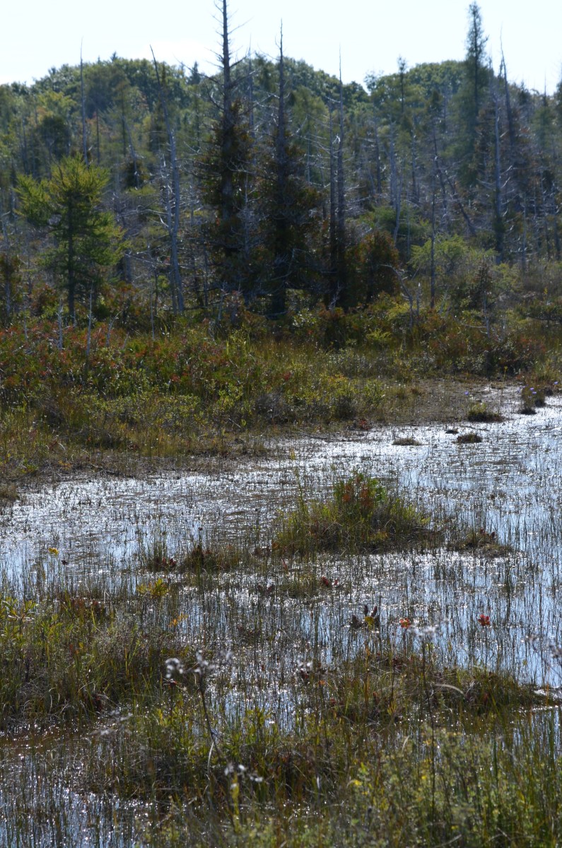 View of Oliphant fen