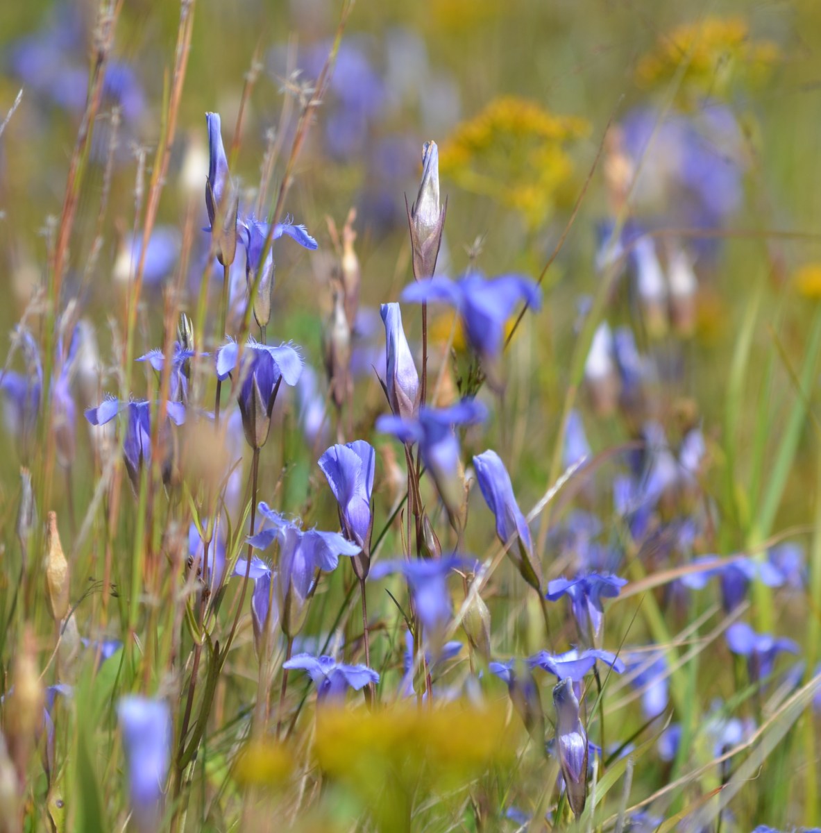 Gentians in fen