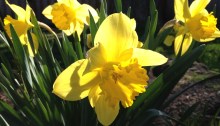 Yellow daffodils