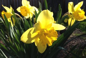 Yellow daffodils