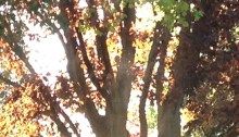 Trees in fall
