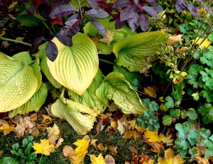 Hostas in fall