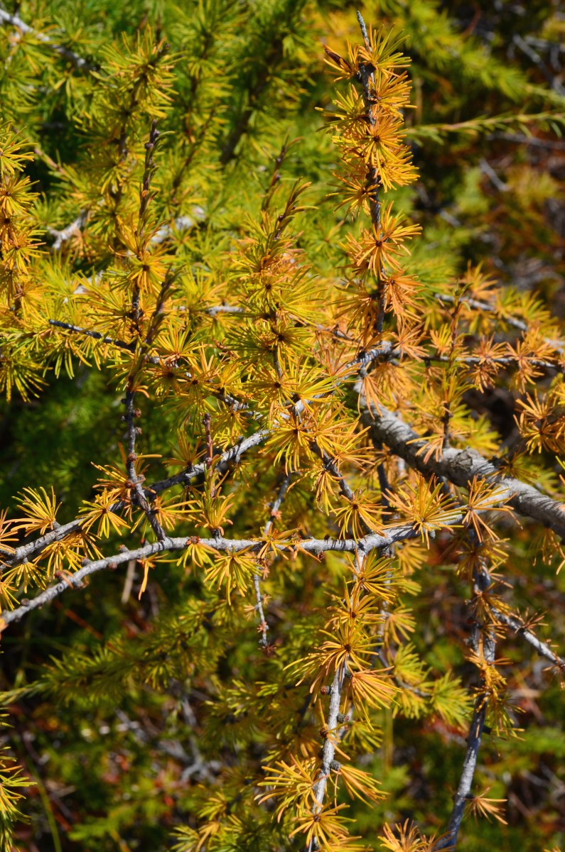 Deciduous tree looks evergreen