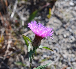 Plants in urban ecology