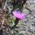 Plants in urban ecology
